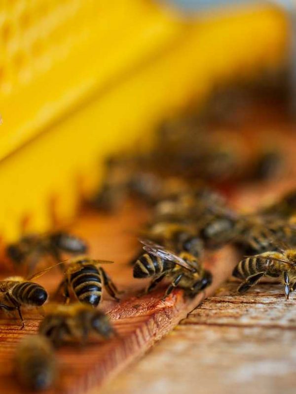 Bees Beehive Honey Bees Insects  - NickyPe / Pixabay